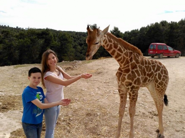 da de comer a la jirafa